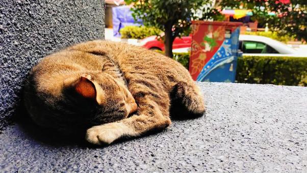 街中で眠る猫 猫,街中,マレーシアの写真素材