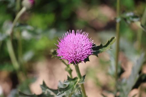 Close-up of pink thistle flower, JPG Close-up of pink thistle flower, JPG
