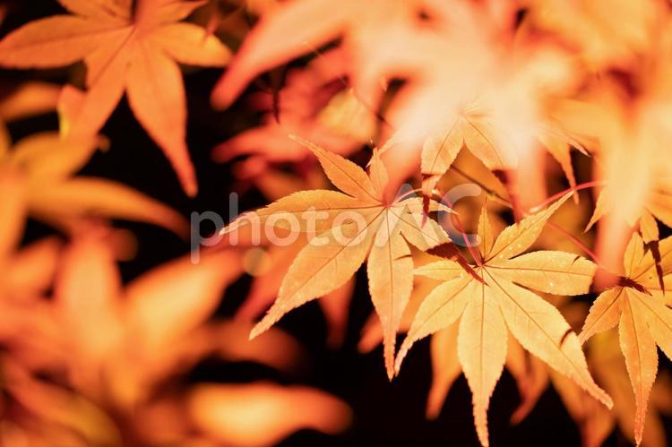 永観堂の紅葉　夜間特別拝観 京都府,永観堂,禅林寺の写真素材