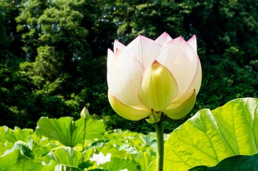 咲かけの蓮の花 咲かけの蓮の花 蓮の蕾,蓮の葉,緑の葉の写真素材