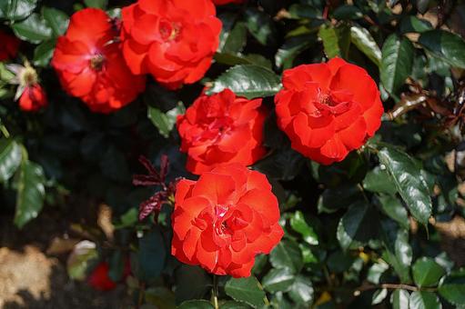 Photo, hyōgo prefecture, aramaki rose park, early summer, 
