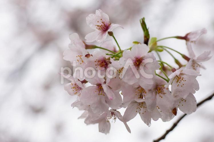 桜と雨の雫３ 桜,さくら,サクラの写真素材