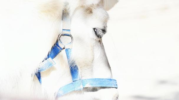 白いお馬さん 白いお馬さんの写真