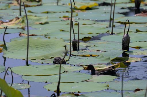 Photo, a van, waterfowl, natural, 