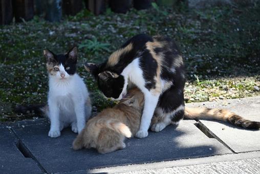 愛情 三毛猫,親子,愛情の写真素材