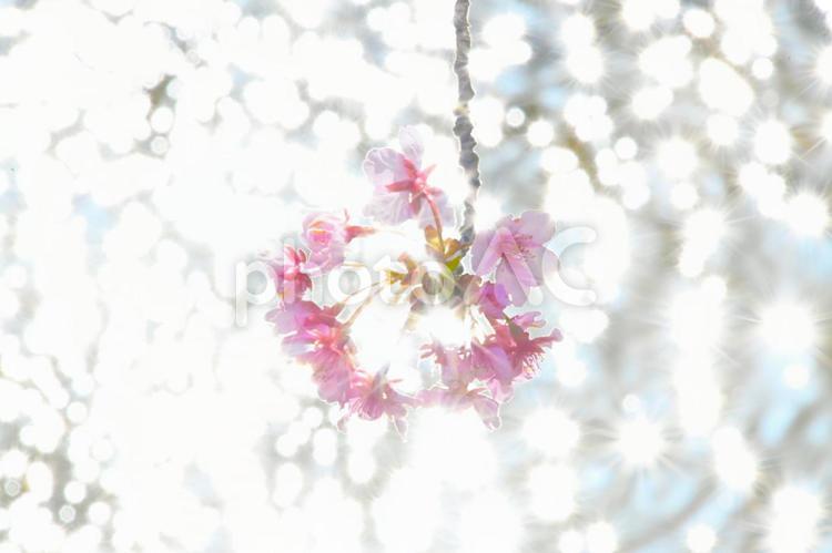 輝く水面に映える河津桜 河津桜,桜,ピンク色の写真素材