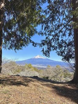 ヒノキの葉越しに見る富士山 富士山,檜,ヒノキの葉の写真素材