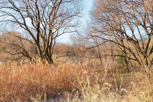 麻機遊水池、冬を感じる畔の草木 草木,木々,草むらの写真素材