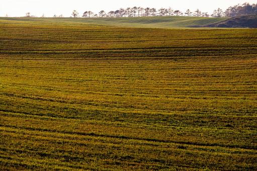 午後の光が畝を照らす別海町の起伏する大地 樹木,起伏,草原の写真素材