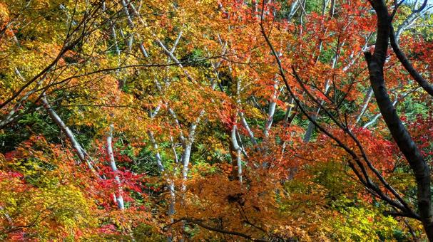 紅葉-117 もみじ,秋,背景の写真素材