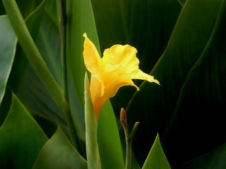 【花の写真】カンナ（美人蕉） カンナ,植物,自然の写真素材