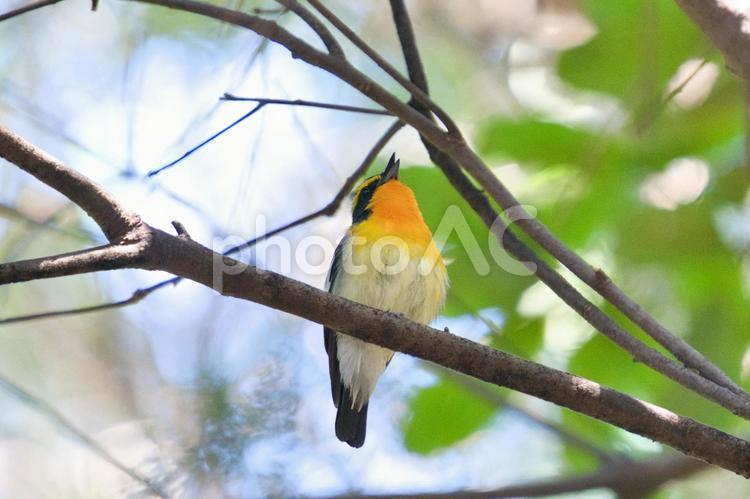 美しい野鳥のさえずり③ 野鳥,キビタキ,鳥の写真素材