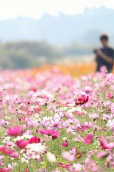 コスモスの写真