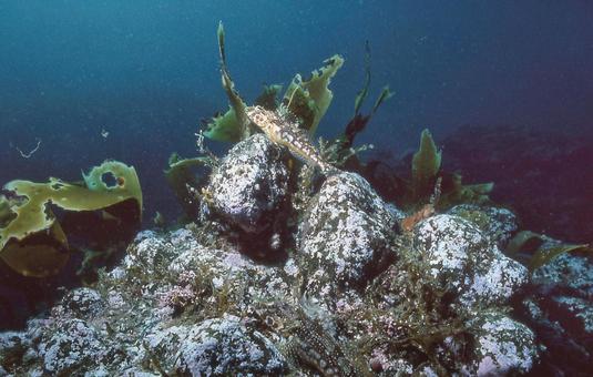 アサヒアナハゼ アサヒアナハゼ アサヒアナハゼ,海,魚の写真素材
