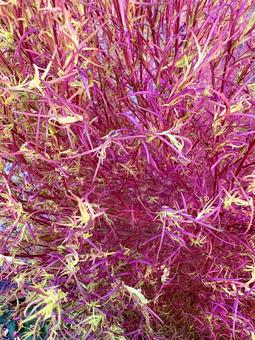 色付いたコキア コキア,草花,葉の写真素材