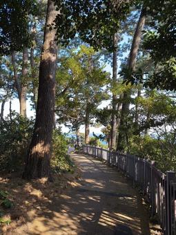 城ヶ崎海岸　海岸までの道 伊東,海,静岡の写真素材
