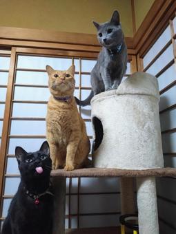 キャットタワーに並ぶ3匹の猫 キャットタワーに並ぶ3匹の猫の写真