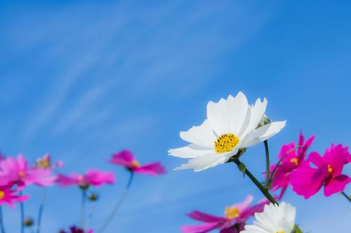 コスモスと青空 コスモス,花,秋イメージの写真素材