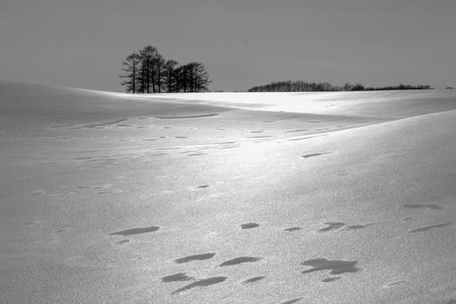 輝く雪原、光と影が織りなす雄大な冬の丘 木立,林,雪原の写真素材