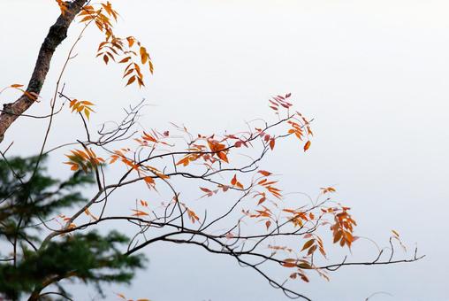 ちり際の紅葉 ちり際の紅葉,紅葉,赤い葉の写真素材