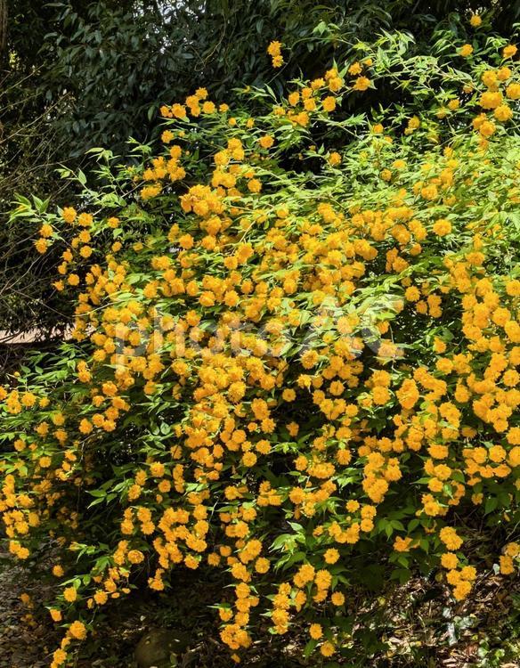 やまぶき　山吹 ヤマブキ,黄色,黄の写真素材