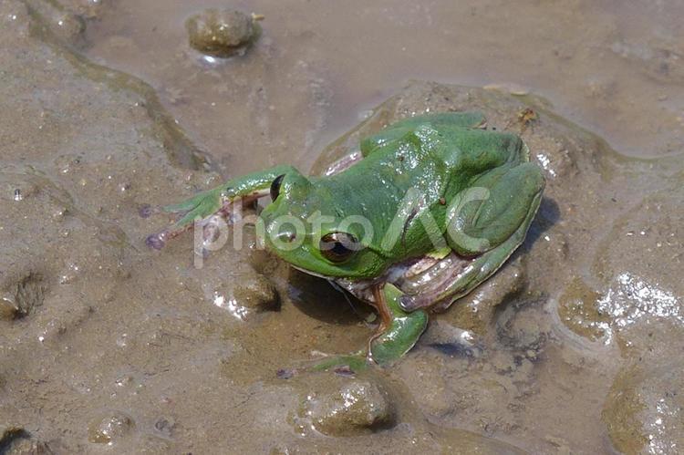 カエル　田んぼの代掻きで泥まみれの蛙 かえる,蛙,カエルの写真素材