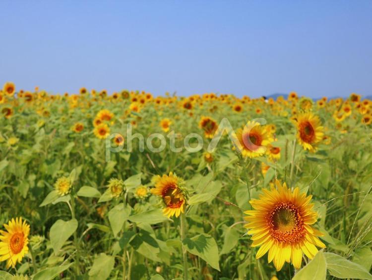 ひまわり ひまわり,向日葵,夏の写真素材