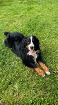 犬-バーニーズ・マウンテンドッグ- 犬,動物,かわいいの写真素材