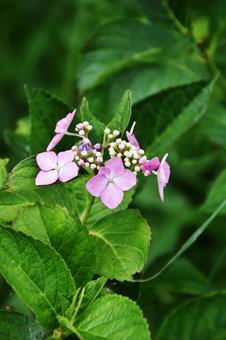 カシワバアジサイ（柏葉紫陽花） カシワバアジサイ,柏葉紫陽花,アジサイ科の写真素材