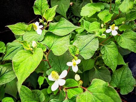 ドクダミの花 自然 植物 ドクダミの花 自然 植物 ドクダミ,花,白いの写真素材