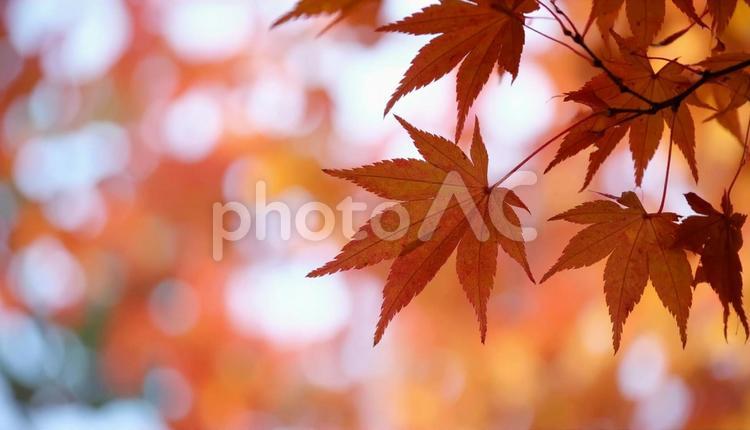 秋のカエデの紅葉 秋,楓,紅葉の写真素材