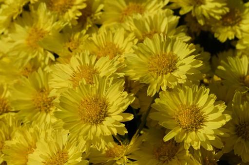クローズアップの黄色い玉菊の花の写真