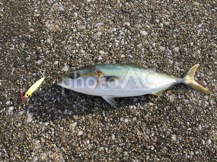 ショアジギングで青物【ツバス・ハマチ・イナダ・ブリ】 青物,ツバス,ハマチの写真素材