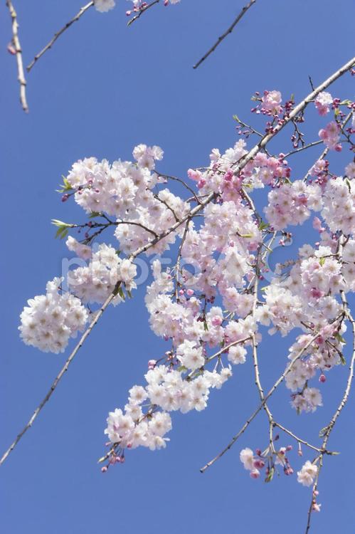 枝垂れ桜　さくら　ピンク 春,さくら,４月の写真素材