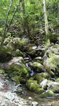 四万十川源流の写真