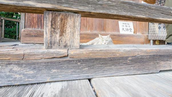 第9番札所 法輪寺　大師堂と猫 四国霊場,弘法大師,徳島の写真素材