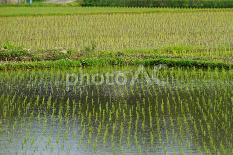 田植えの風景 田植え,農業,風景の写真素材