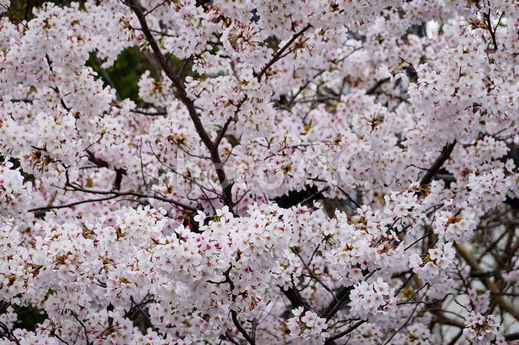 京都　円山公園の桜　カラー背景 桜,さくら,サクラの写真素材