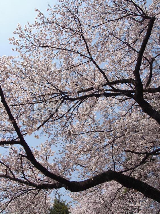 高島公園の桜 桜,春,さくらの写真素材