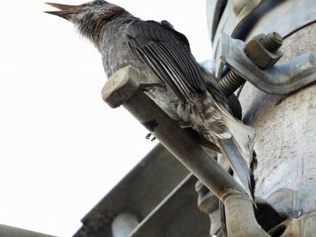 A brown-eared bulbul perched on the footrest of a utility pole, bird, wild bird, brown ears, JPG