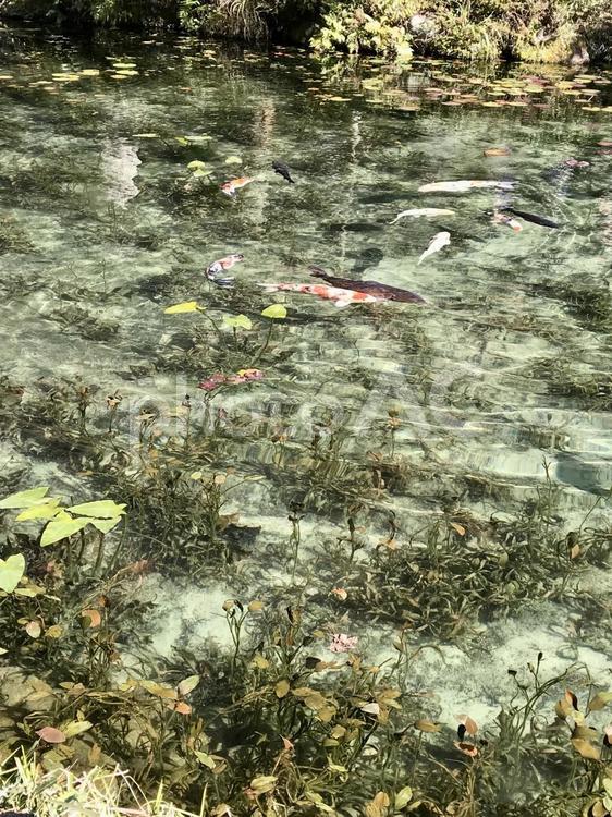 モネの池　波紋 モネの池,鯉,岐阜県の写真素材
