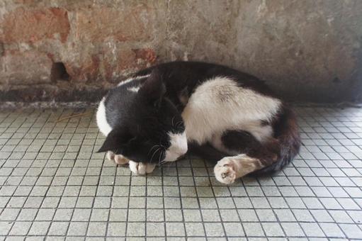 Photo, cat, nap, round, 