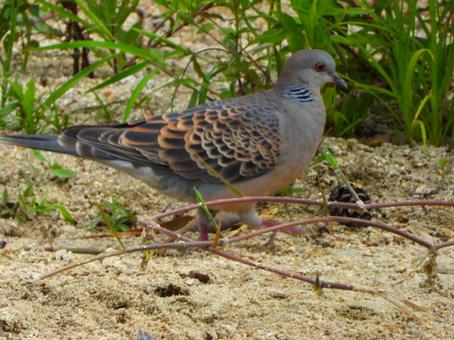 砂地のキジバト 砂地のキジバトの写真