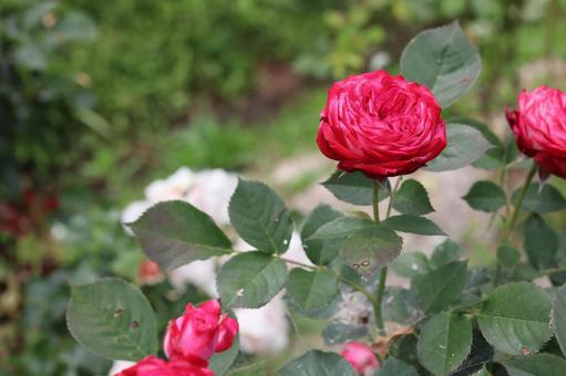 バラ園に咲く赤い薔薇を撮った写真です バラ園に咲く赤い薔薇を撮った写真ですの写真