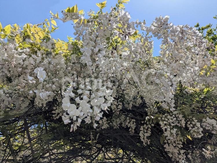 藤の花　白　横 自然,藤の花,長い花房の写真素材