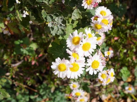 ノジギク ノジギク,菊,花の写真素材
