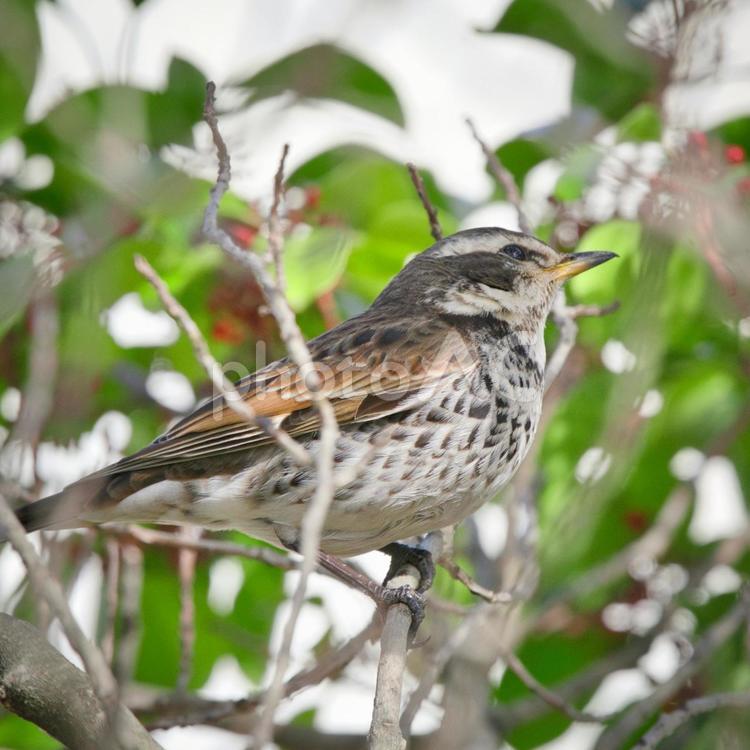 木々の中でくつろぐツグミの姿② 鳥,野鳥,ツグミの写真素材