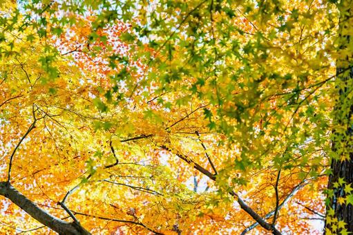宝福寺の紅葉 もみじ,美しい,カラフルの写真素材