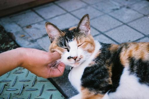 頬を撫でられる猫 頬を撫でられる猫の写真