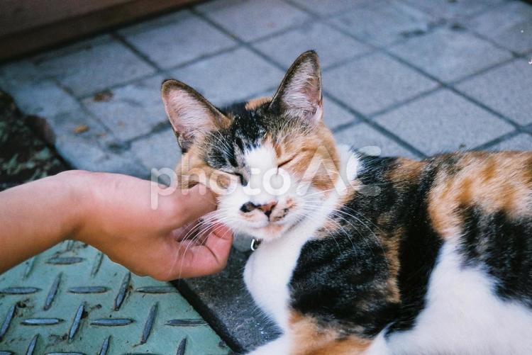 頬を撫でられる猫 猫,三毛猫,撫でるの写真素材